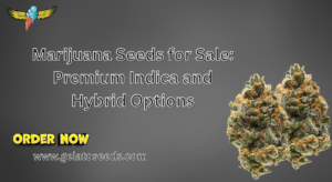 Read more about the article Marijuana Seeds for Sale: Premium Indica and Hybrid Options