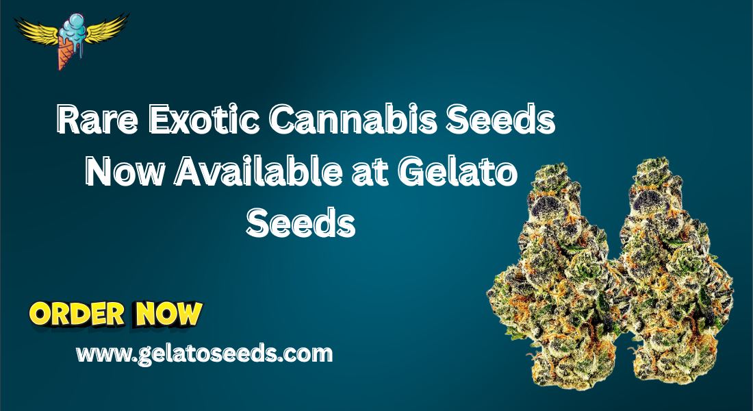 Read more about the article  Rare Exotic Cannabis Seeds Now Available at Gelato Seeds