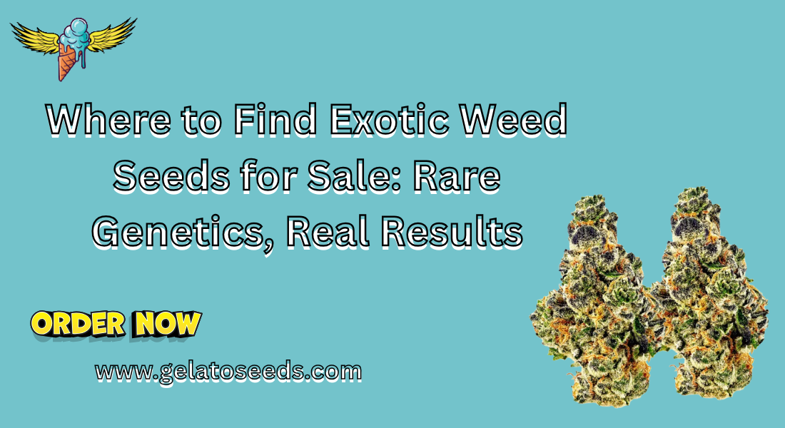 You are currently viewing Where to Find Exotic Weed Seeds for Sale: Rare Genetics, Real Results