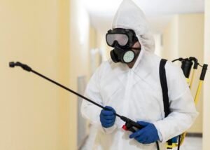 Read more about the article Emergency Ant Removal in Kitchener: What to Do When You’re Overrun