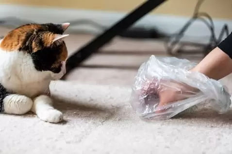 Read more about the article Pet Odor Removal: Keep Your Home Fresh and Clean