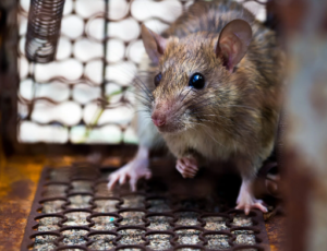 Read more about the article Rat Extermination: A Complete Guide to Reclaiming Your Space