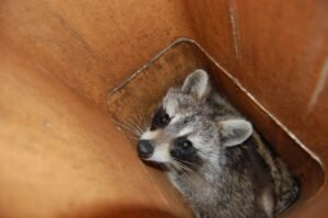 Read more about the article Who provides humane Chimney Animal Removal in Antioch
