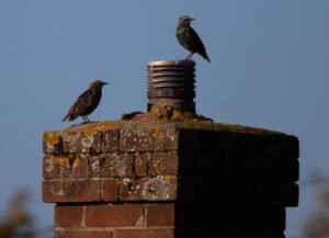 Read more about the article Why is Chimney Animal Removal essential for Fort Worth home safety