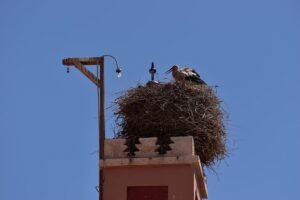Read more about the article Where can you learn about safe Chimney Animal Removal in Poulsbo