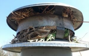 Read more about the article What tools are used for safe Chimney Animal Removal in Portland