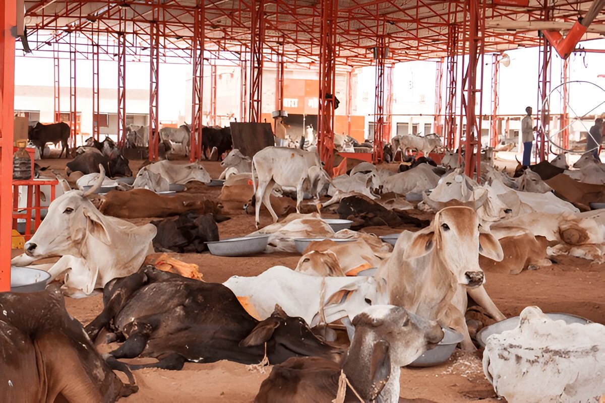 Read more about the article Gau Seva Dham: A Shelter Where Compassion Meets Cow Protection