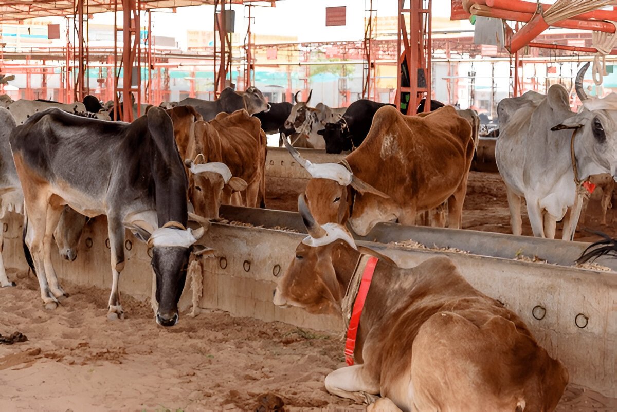 You are currently viewing Donation for Cow Protection – Help Save and Shelter Sacred Cows