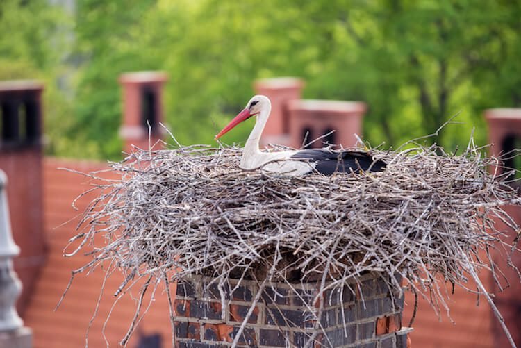 You are currently viewing How Does Chimney Animal Removal Work in Norman