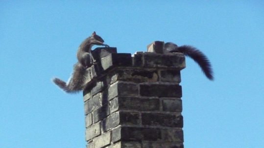 You are currently viewing What Makes Napa Chimney Animal Removal Essential?