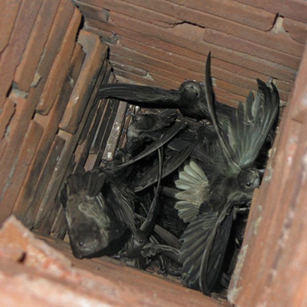 You are currently viewing Why Professional Chimney Animal Removal is Essential in Westminster