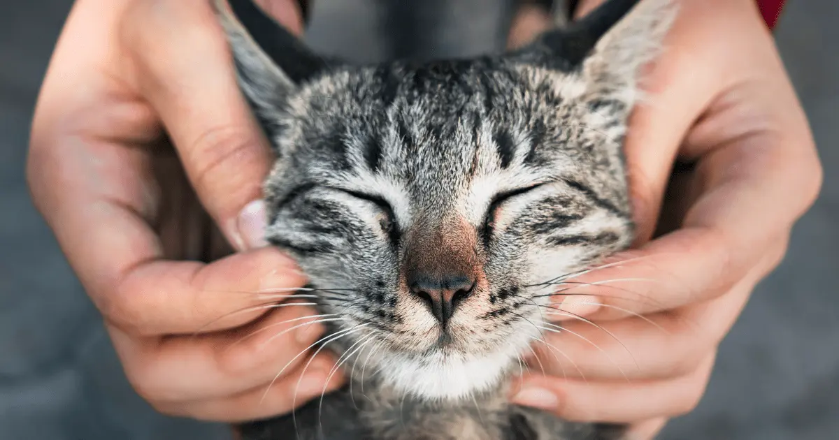 You are currently viewing Why Do Some Cats Purr More Than Others?