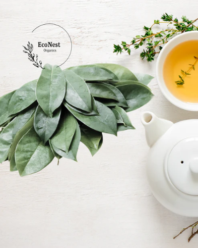 You are currently viewing Unlocking the Secrets of Premium Soursop Leaves for Health and Wellness