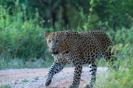 You are currently viewing How the Jhalana is Attracting Visitors to Explore in Jaipur?