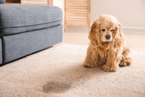 Read more about the article Where to Find the Best Pet Odor Removal Services in Queens