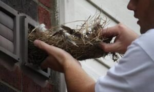 Read more about the article How Much Should You Pay for Pets and Bird Removing in Buena Park