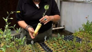 Read more about the article How a Nursery Inventory Management System Improves Plant Readiness Forecasting