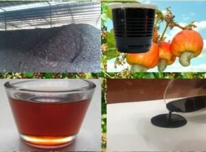 Read more about the article Comprehensive Approach to Setting Up a Cashew Nut Shell Oil Manufacturing Plant | IMARC Group Report