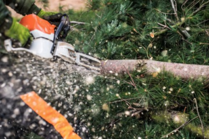 Read more about the article Why BROTHERS TREE SERVICE NC Is the Perfect Fit for Local Homeowners