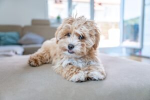 Read more about the article Maltipoo – A Perfect Blend of Elegance and Intelligence