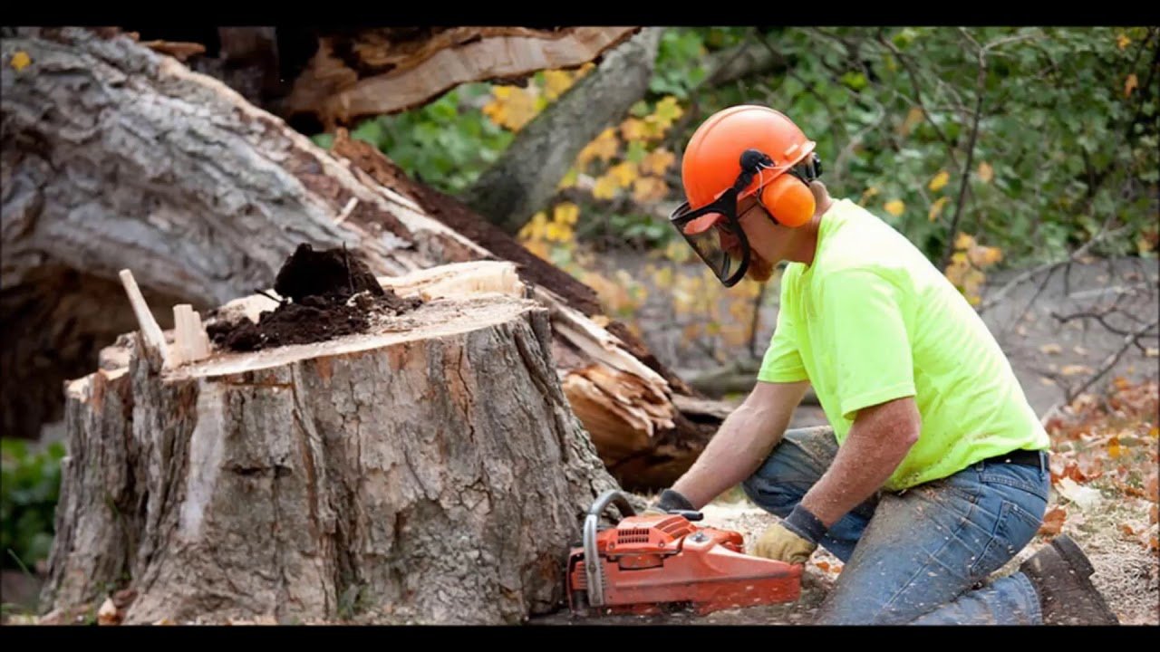 You are currently viewing How Much Should It Cost to Grind a Tree Stump?