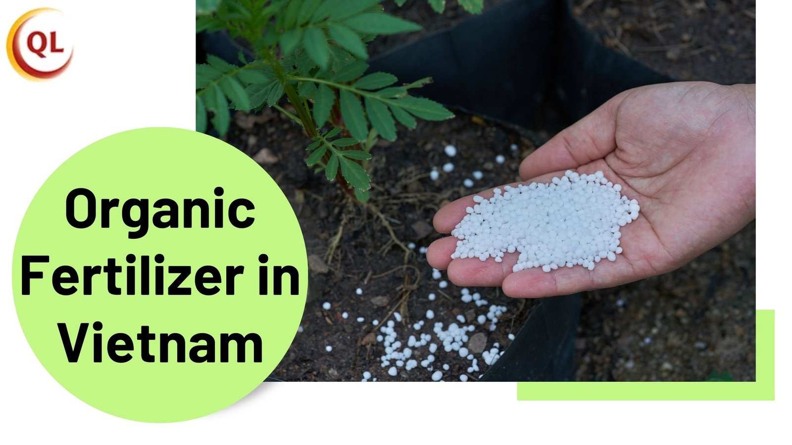 You are currently viewing How to Choose the Right Organic Fertilizer in Vietnam for Your Crops
