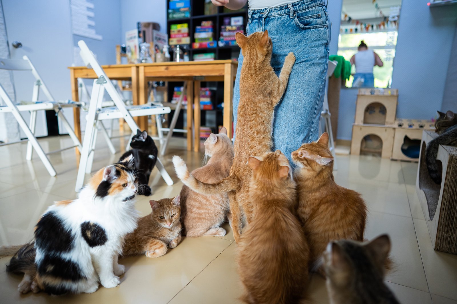 Read more about the article Why Socialization Matters: How Pet Day Care Helps Your Pet Make Friends