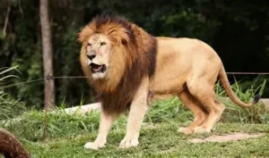 Read more about the article Into the Wild: Exploring Wildlife Sanctuaries & National Parks in India