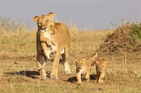 You are currently viewing Gir Wildlife Tour Package: A 1200-Word Guide to India’s Lion Kingdom