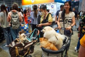 Read more about the article 寵物移民香港完整指南：流程、文件與安全運輸詳解