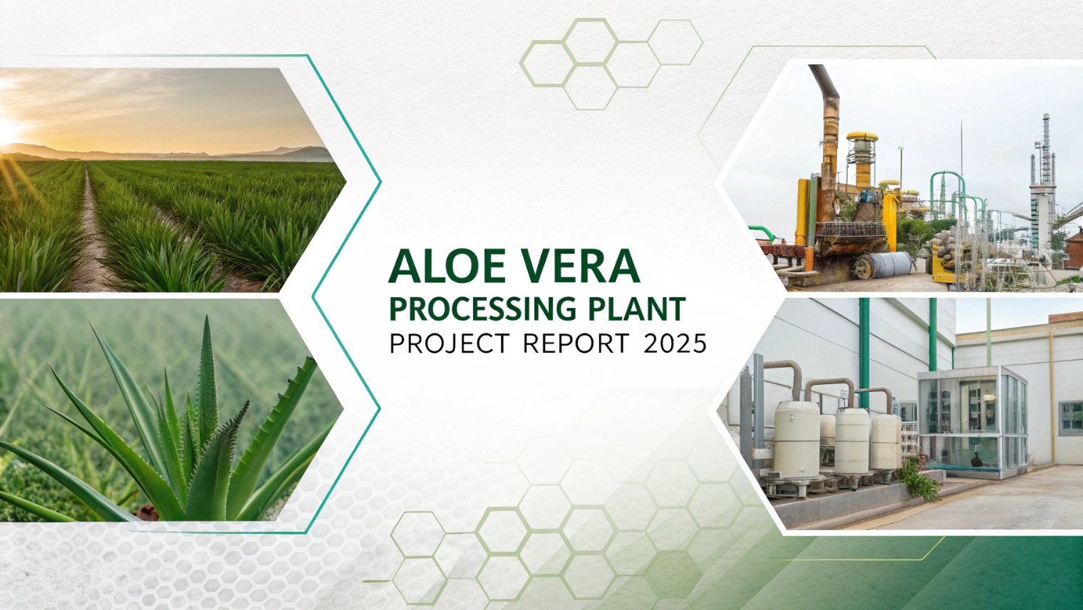 You are currently viewing Establishing a Profitable Aloe Vera Processing Plant Setup 2025, Project Cost Details