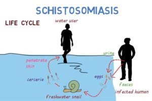 Read more about the article The Role of Environmental Factors in the Spread of Schistosoma Infections