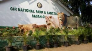 Read more about the article Wildlife Safari in Gir National Park – A Complete Travel Guide