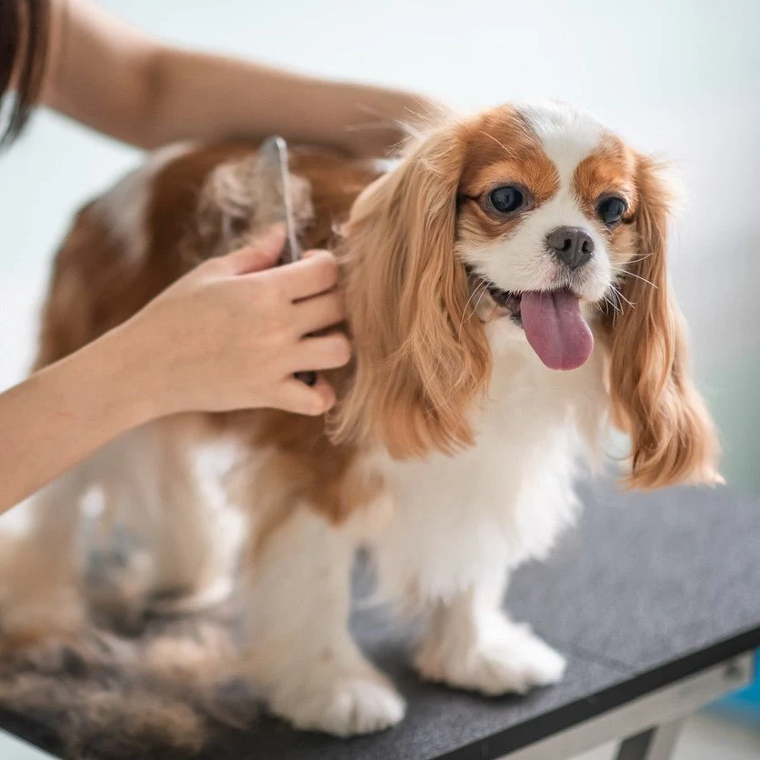Read more about the article Expert Dog Grooming Services in Houston | Quality Care