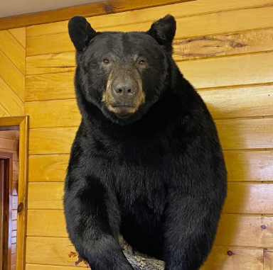Read more about the article Bear Rug Taxidermy and Bear Half Mount: Timeless Displays of the Hunt