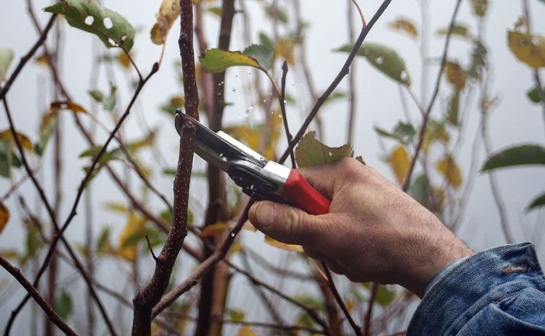 You are currently viewing The Science of Tree Pruning: Protecting Your Southbury