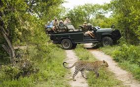 Read more about the article Countdown to 2026: How to plan the best New Year holiday in Jim Corbett