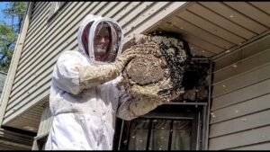 Read more about the article Tips to Keep Bees Away Without Harming Them or Your Ecosystem