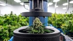 Read more about the article What the modern cannabis retail space offers you beyond products