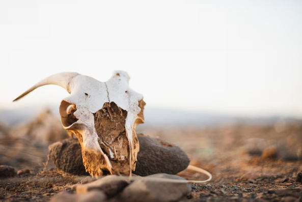 You are currently viewing How to Deflesh a Deer Skull Safely & Correctly