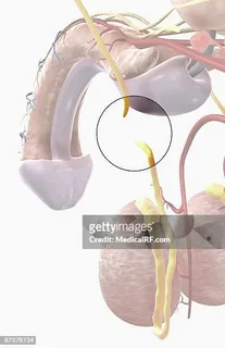 You are currently viewing Vasectomy and Male Identity: Redefining Masculinity in Modern Society