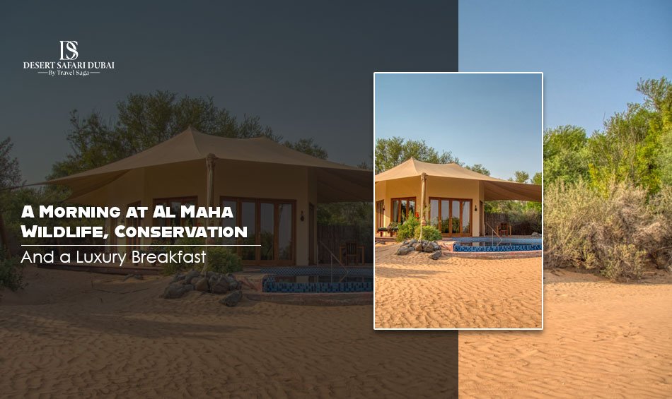 You are currently viewing A Morning at Al Maha: Wildlife, Conservation, and a Luxury Breakfast