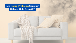 Read more about the article Are Damp Problems Causing Hidden Mold Growth?