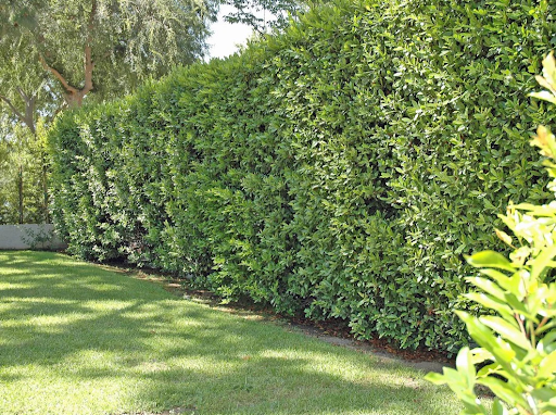 You are currently viewing How to Plan a Cherry Tree Orchard: Spacing, Layout & Management