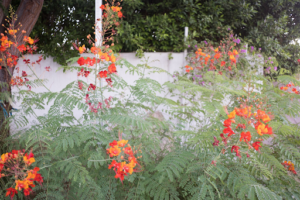 Read more about the article Plant Nursery Tips: Grow Eremophila Nivea ‘Blue Velvet’ Easily