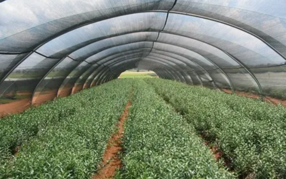 You are currently viewing Boost Outdoor Comfort Using Expert Shade Net Suppliers