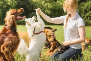 Read more about the article Guide to Raising a Well-Behaved and Confident Dog Training Services