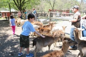 Read more about the article Petting Zoo Pigeon Forge Offering Interactive Animal Fun