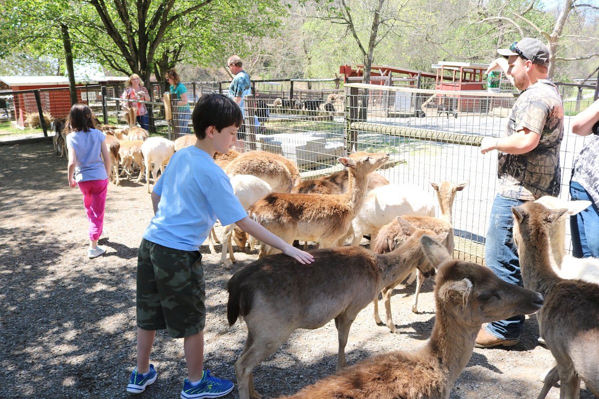 You are currently viewing Petting Zoo Pigeon Forge Offering Interactive Animal Fun