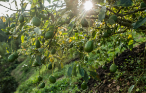 Read more about the article What Should You Know Before Growing Avocado Trees in Your Garden?